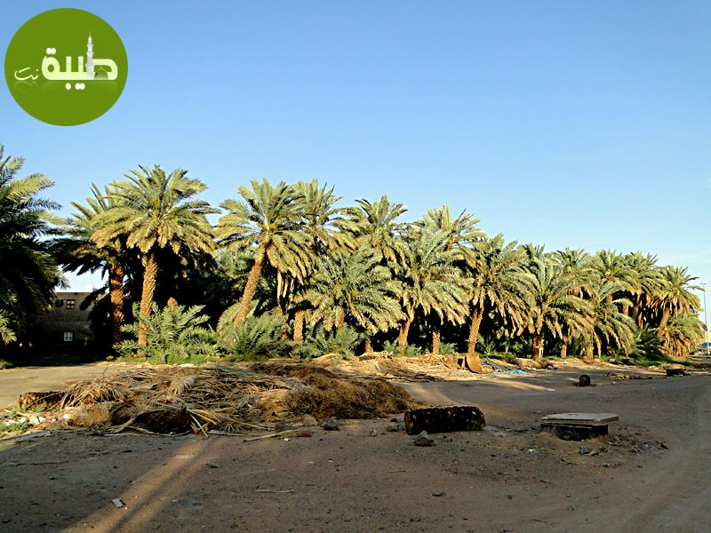 تربة صعيب (بستان الشفاء) بالمدينة المنورة