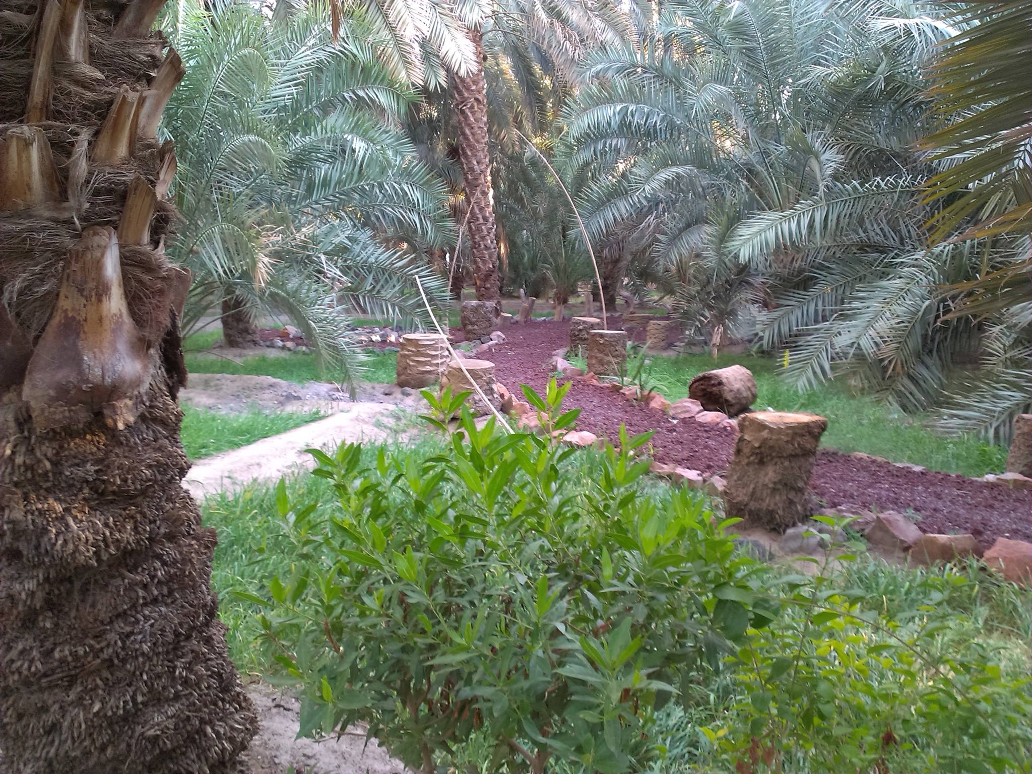 Gardens on the sands of Madinah 